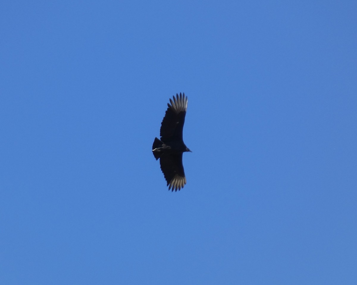 Black Vulture - ML616129444