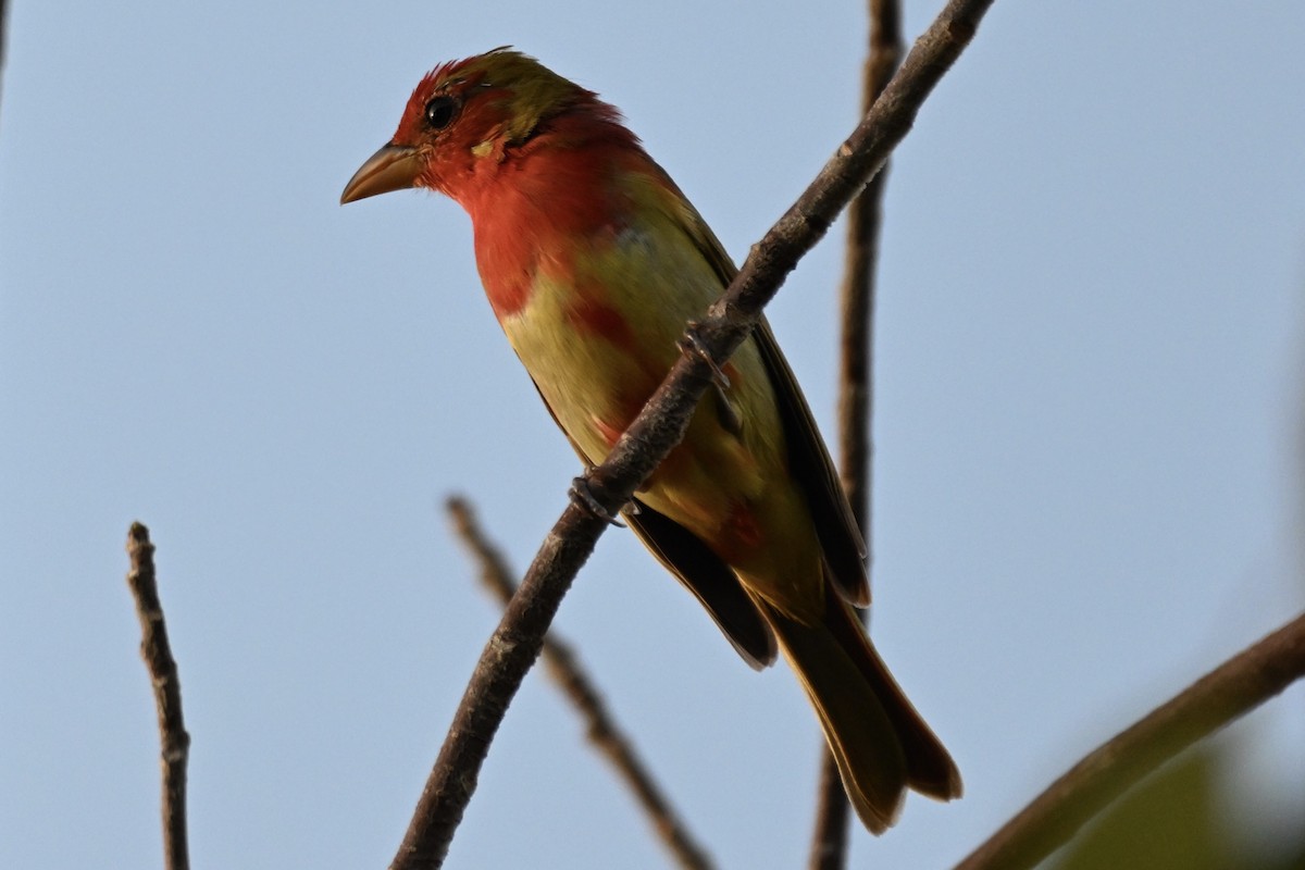 Summer Tanager - ML616129476