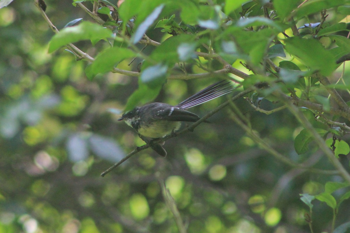 Gray Fantail - Steve  McIntosh