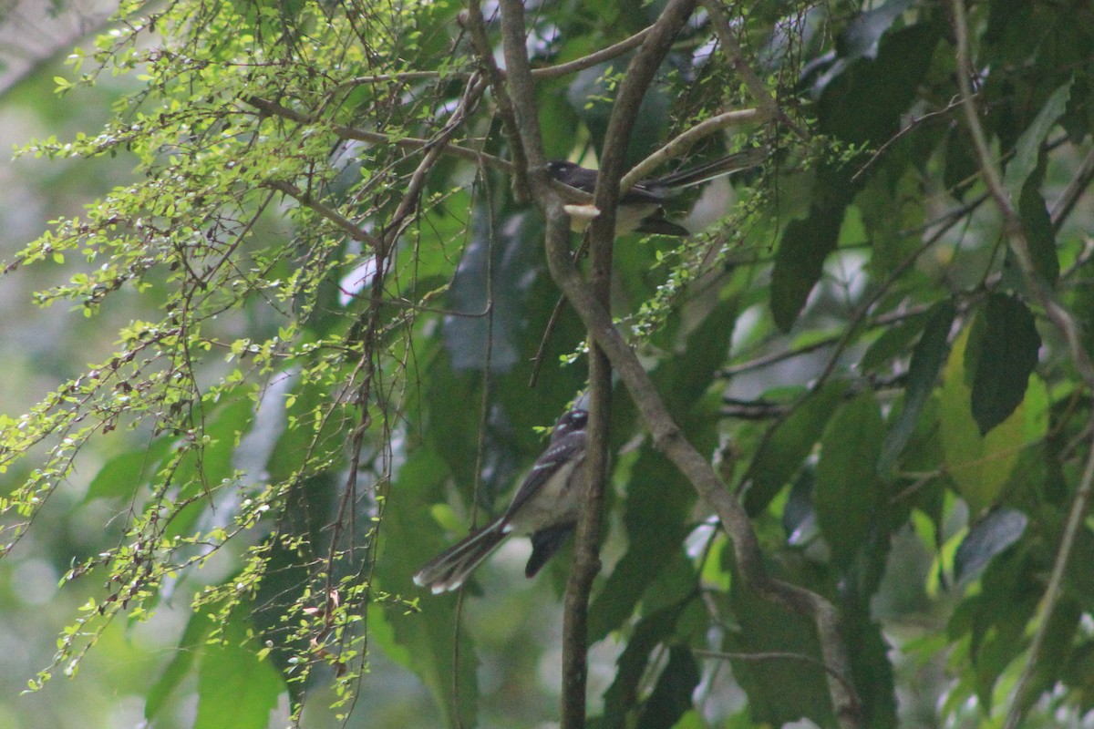 Gray Fantail - Steve  McIntosh