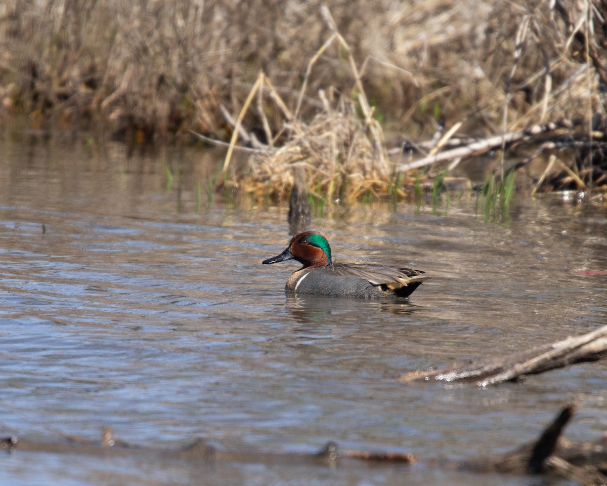 Green-winged Teal - Megan Migues