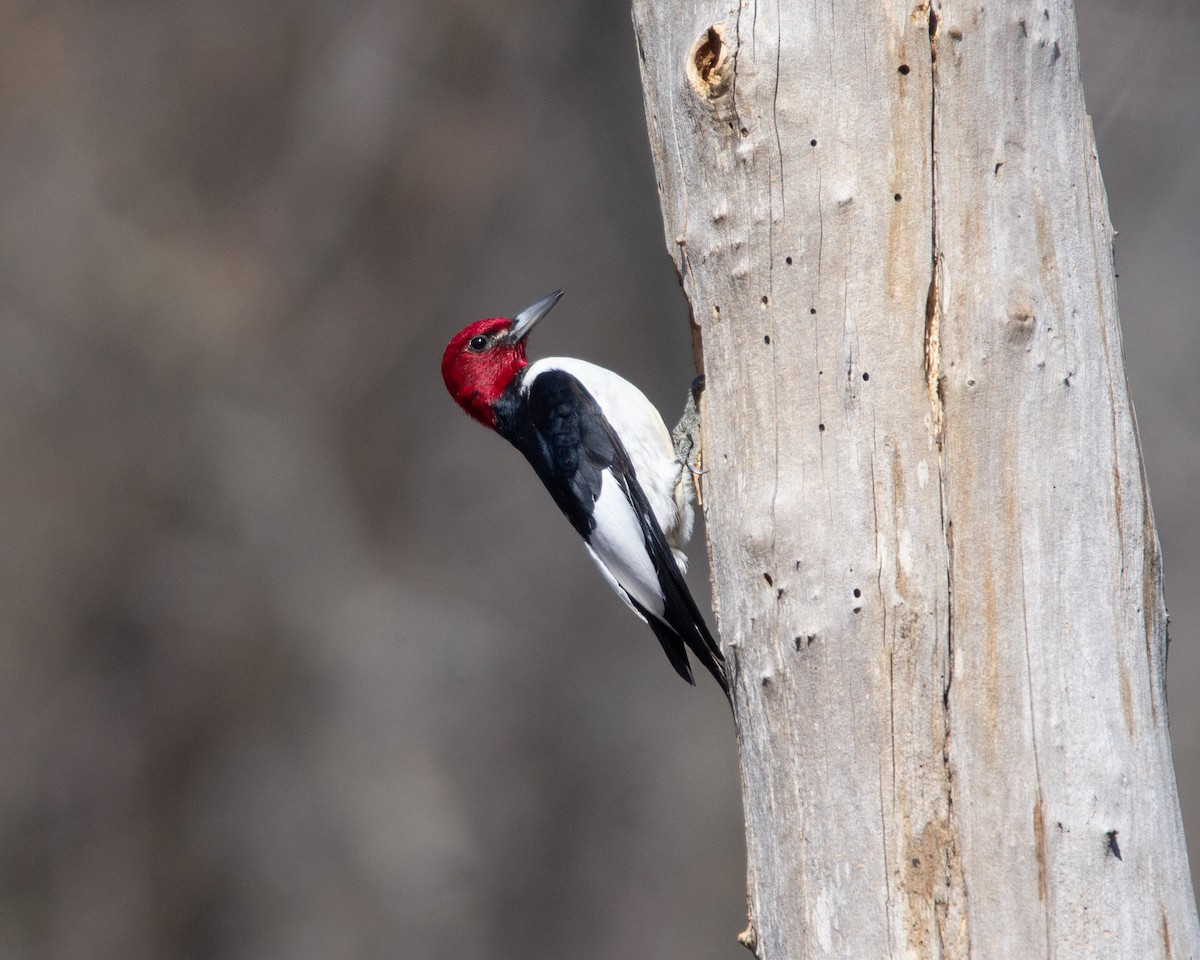 Red-headed Woodpecker - Megan Migues