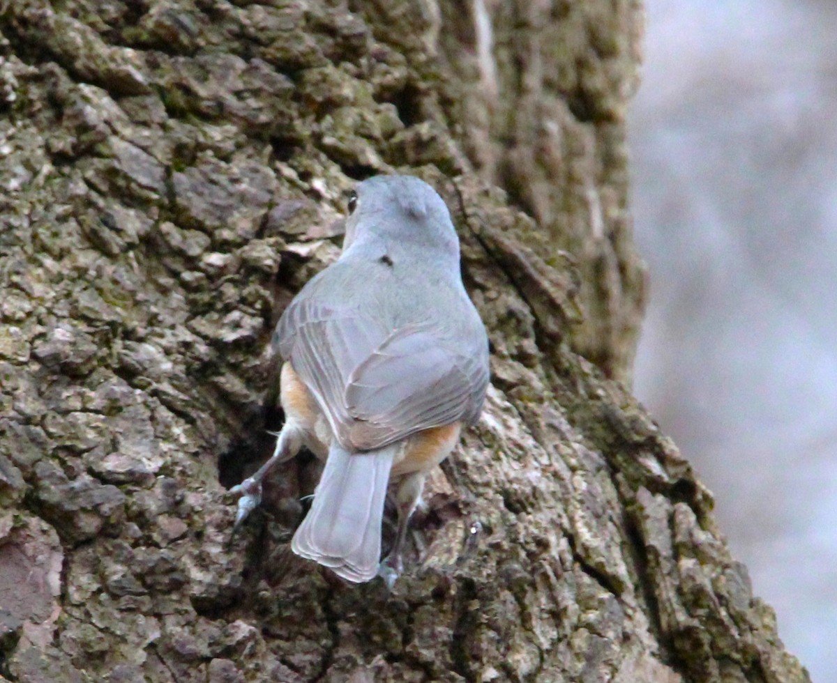 Tufted Titmouse - ML616129584