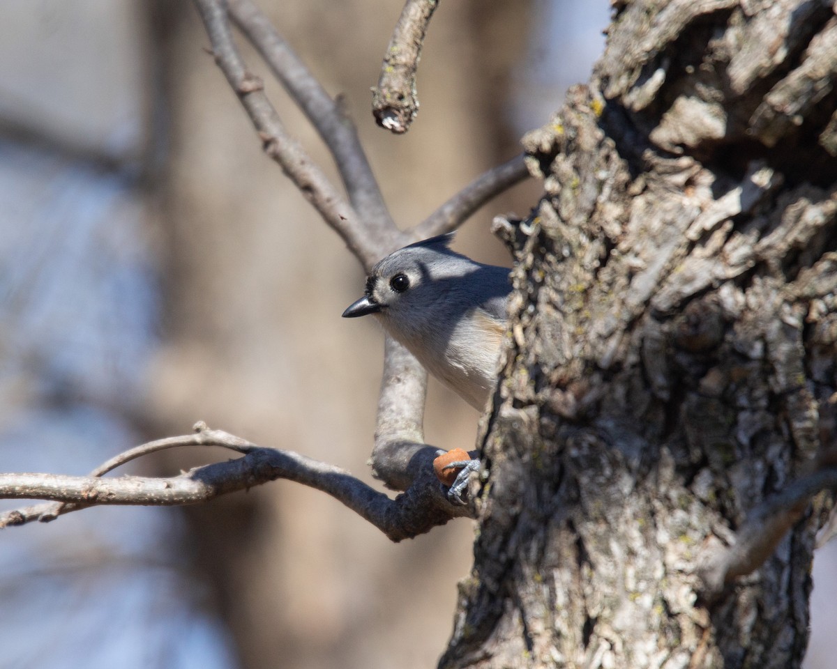 Tufted Titmouse - Megan Migues