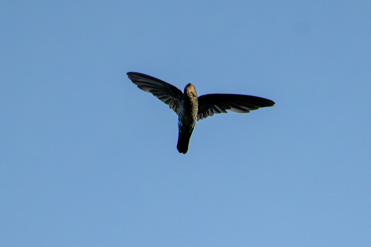 Gray-rumped Swiftlet - Morten Lisse