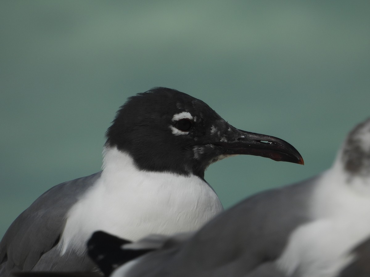 Laughing Gull - ML616129663