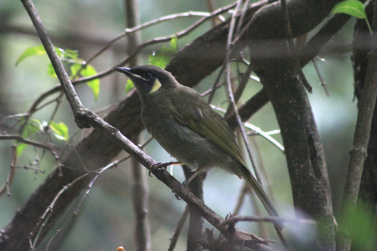 Lewin's Honeyeater - ML616129666