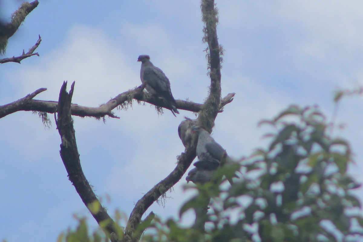 Topknot Pigeon - ML616129682