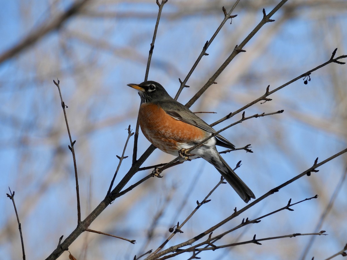 American Robin - ML616129689