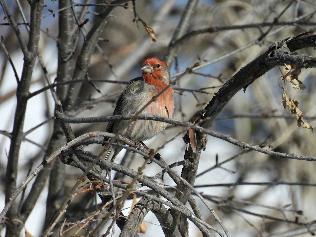 House Finch - ML616129697