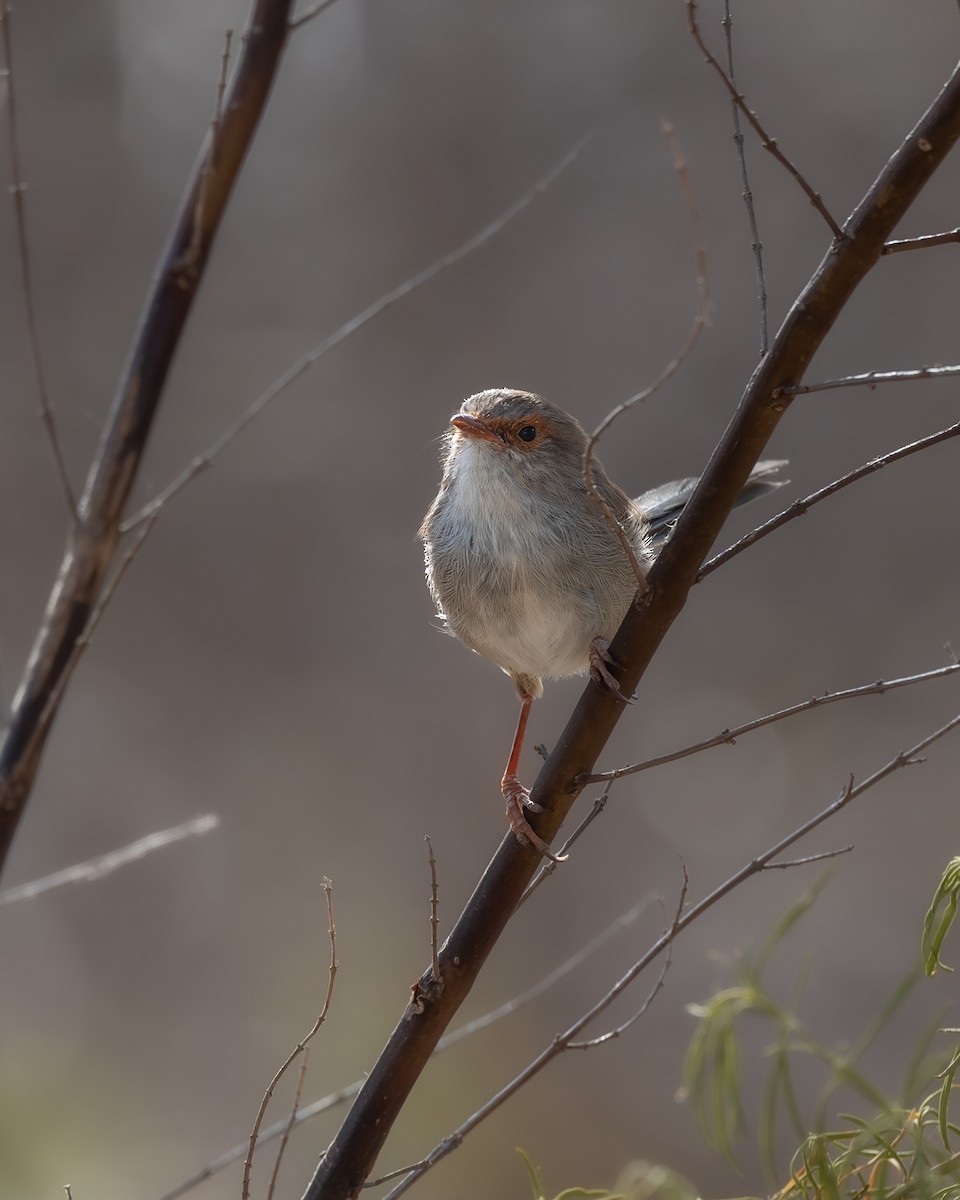 Superb Fairywren - Jade Lakey