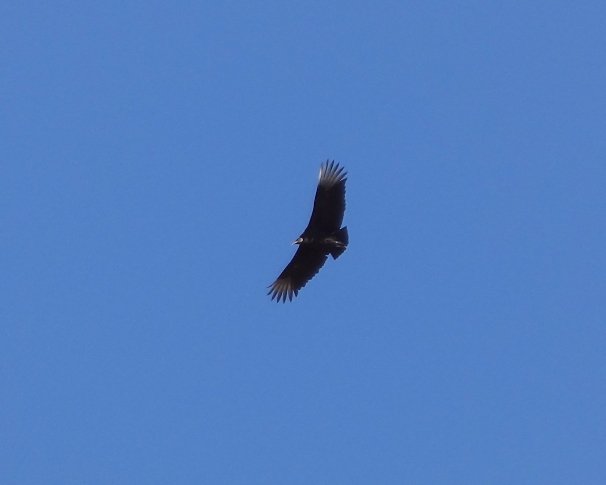 Black Vulture - ML616129723
