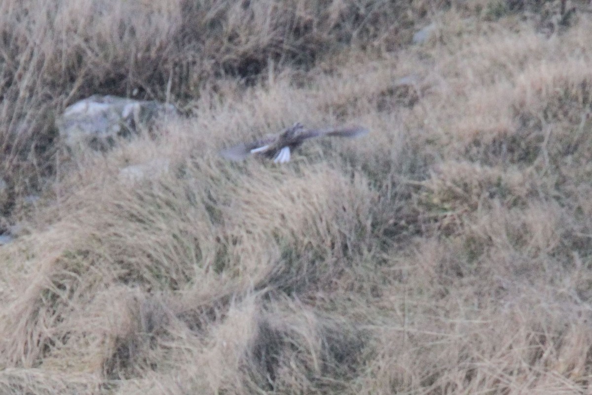 Eastern Meadowlark - ML616129748