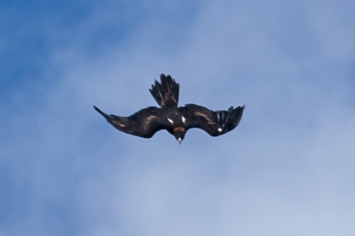 Wedge-tailed Eagle - John Hurrell