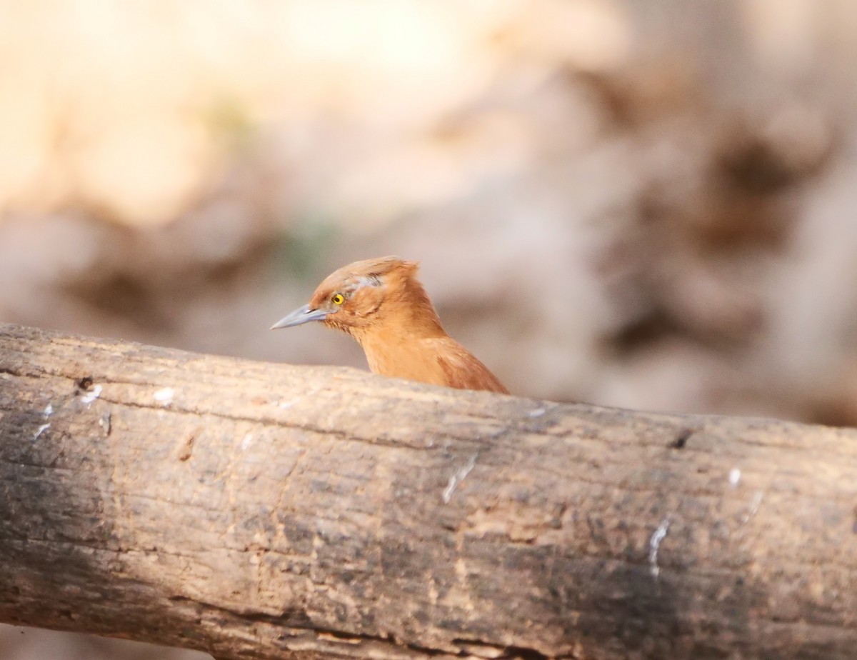 Rufous Cacholote - ML616129761