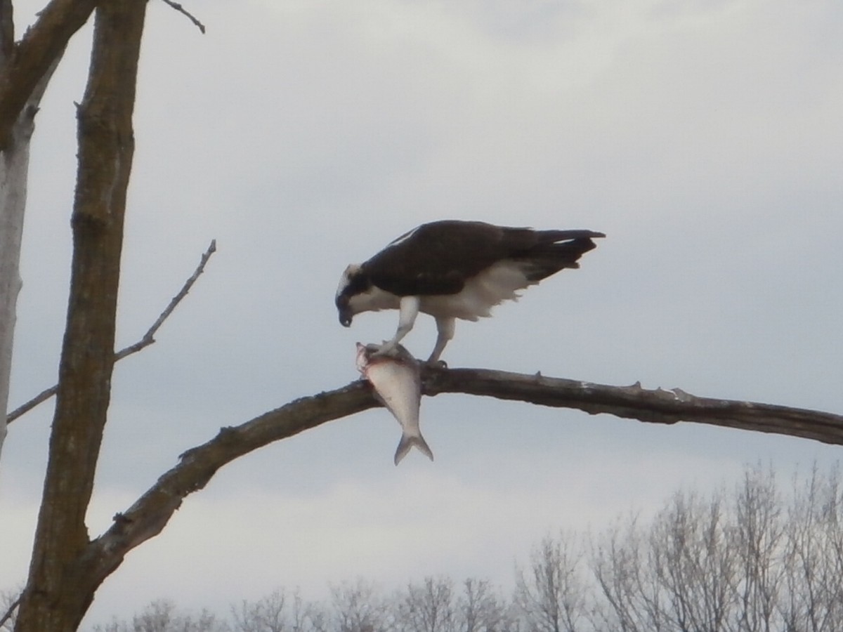 Osprey - ML616129771