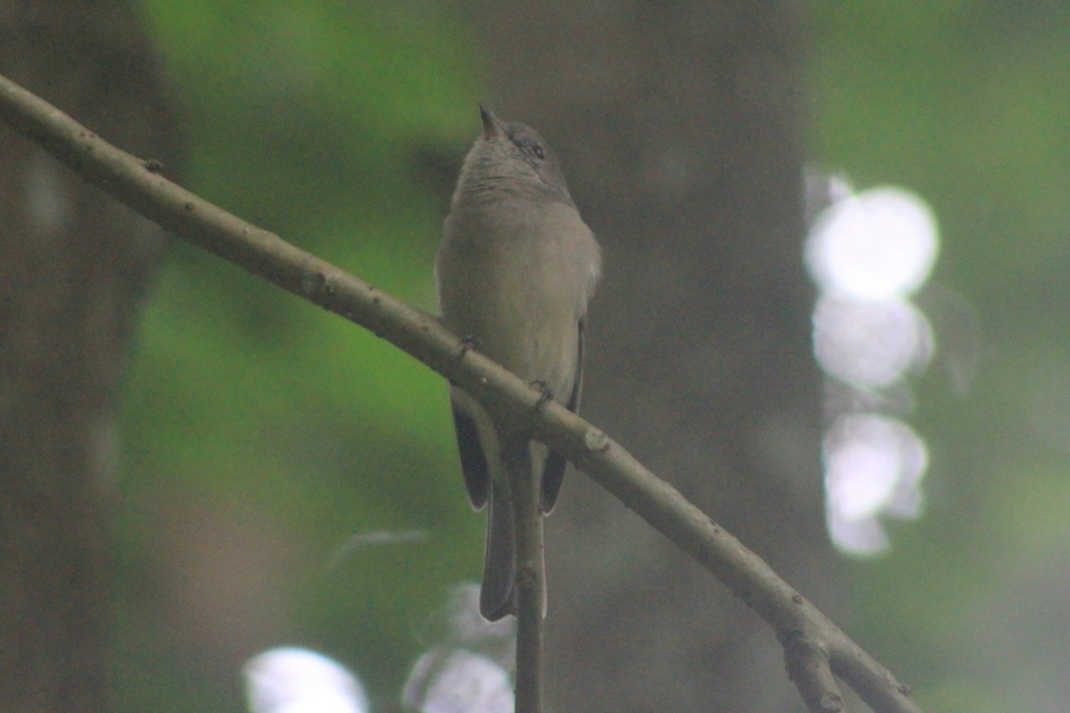 Golden Whistler - Steve  McIntosh