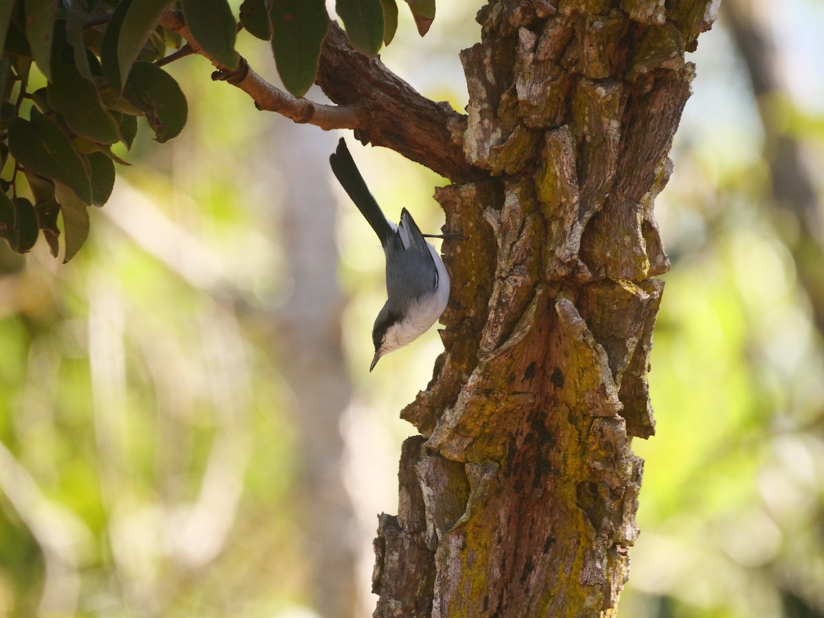 Masked Gnatcatcher - ML616129798