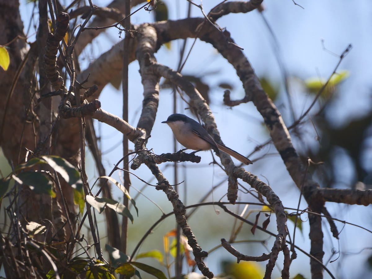 Masked Gnatcatcher - Brett Hartl