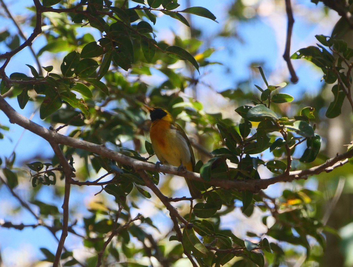 Guira Tanager - ML616129811