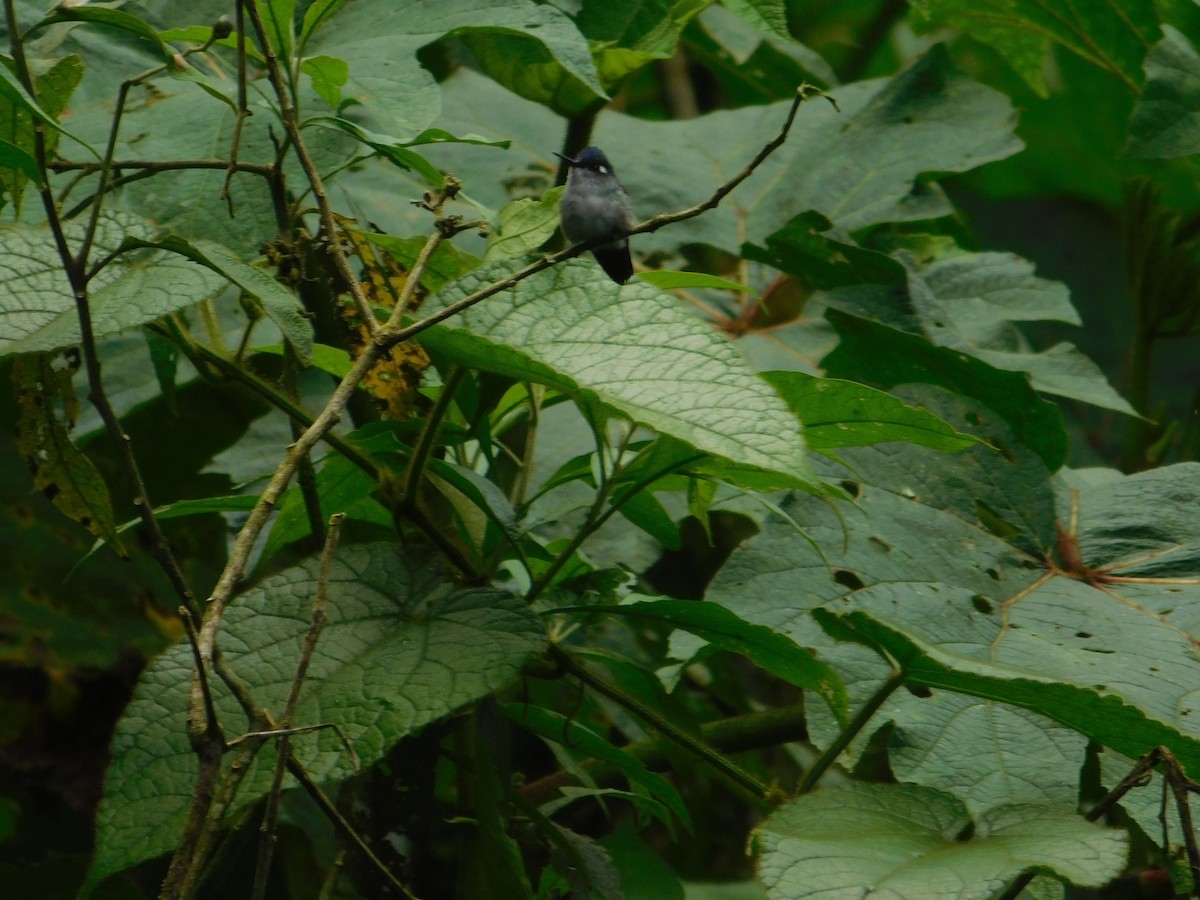 kolibřík fialovohlavý - ML616129813