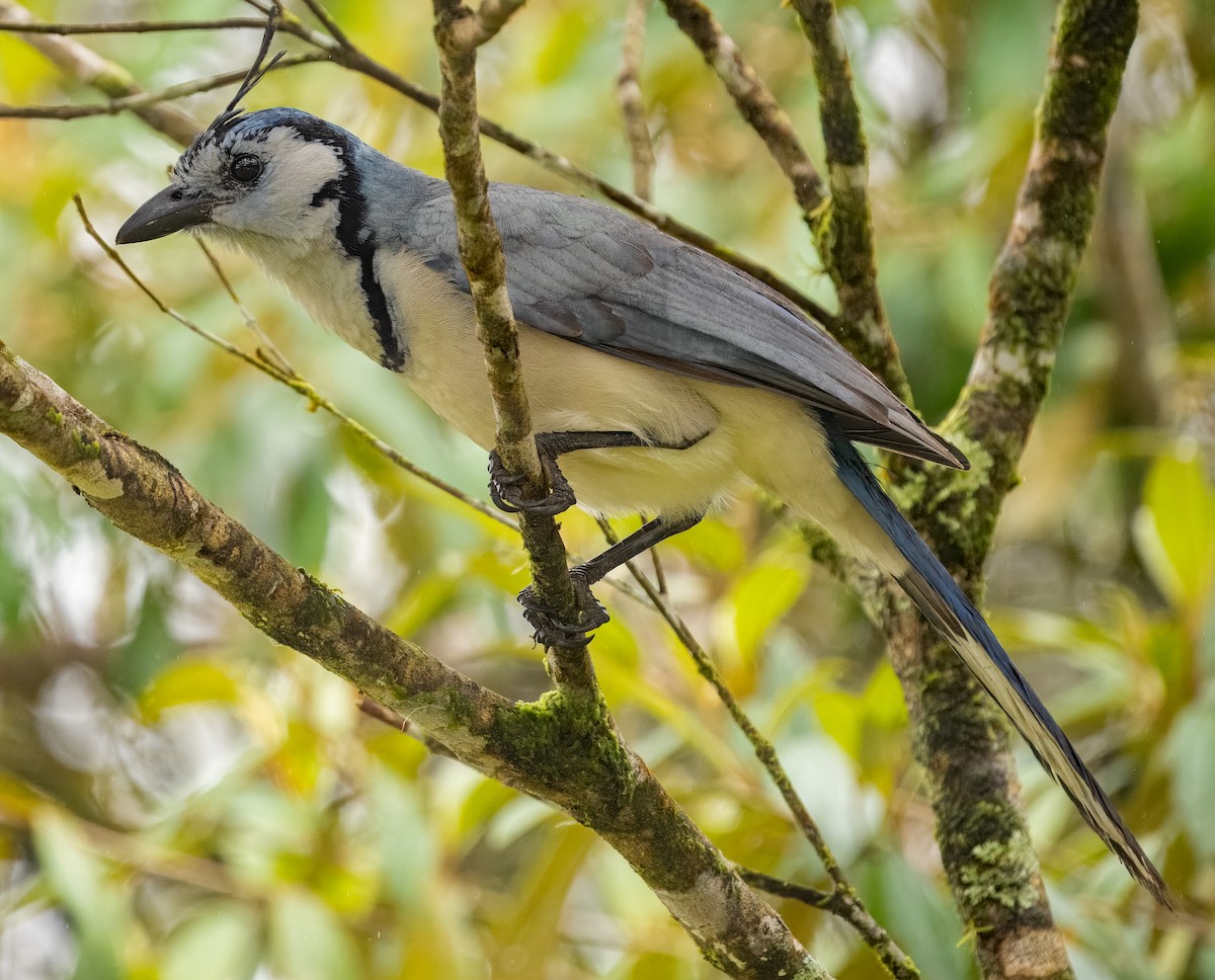 White-throated Magpie-Jay - Debra Craig