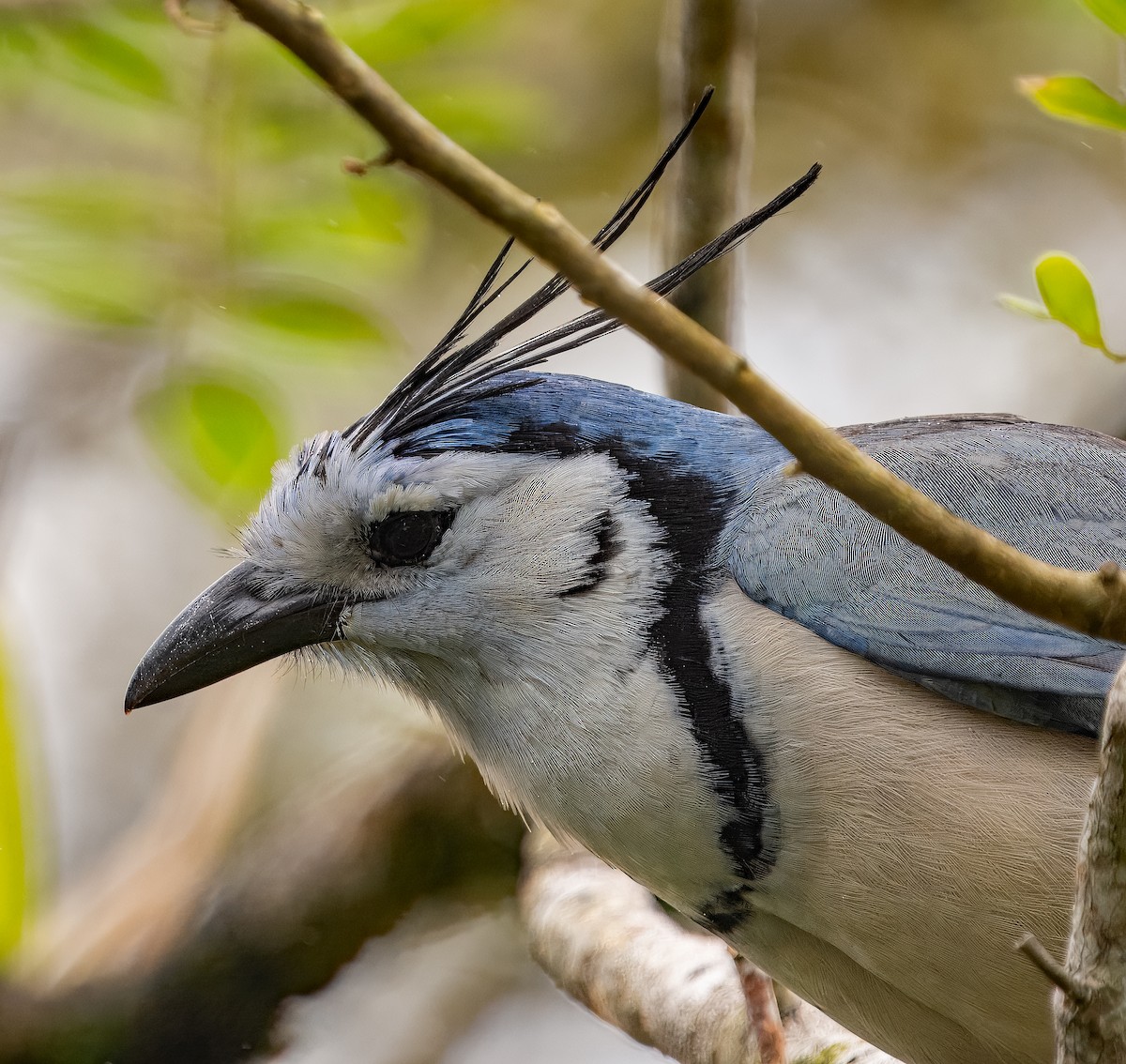 White-throated Magpie-Jay - Debra Craig