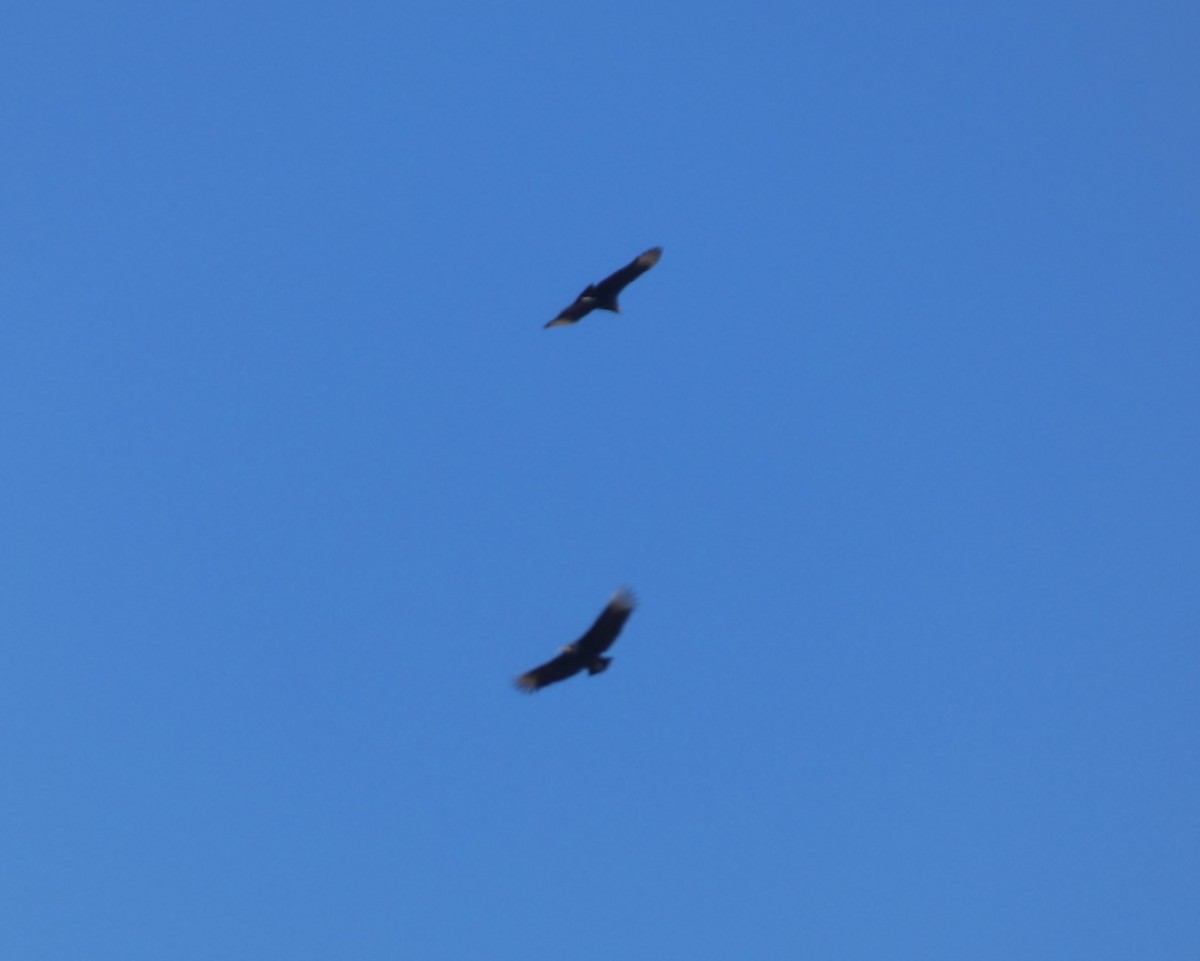 Black Vulture - ML616129888