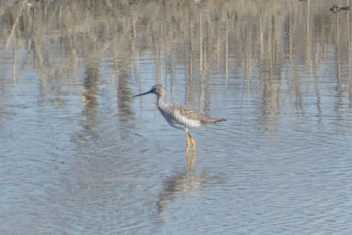 Greater Yellowlegs - Anonymous