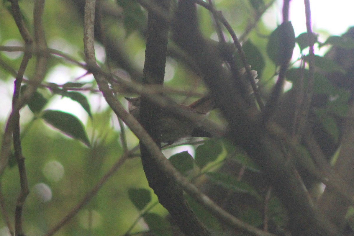 Australian Rufous Fantail - ML616129903