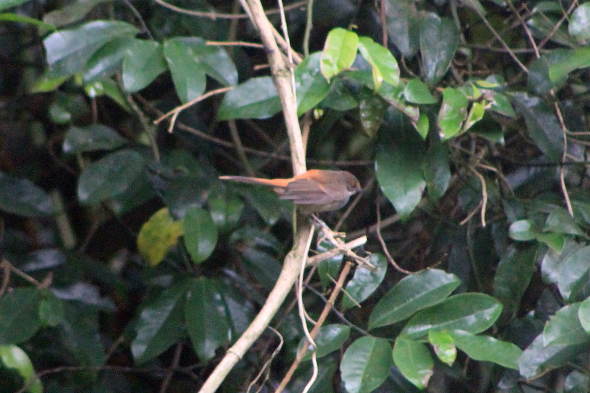 Australian Rufous Fantail - ML616129904