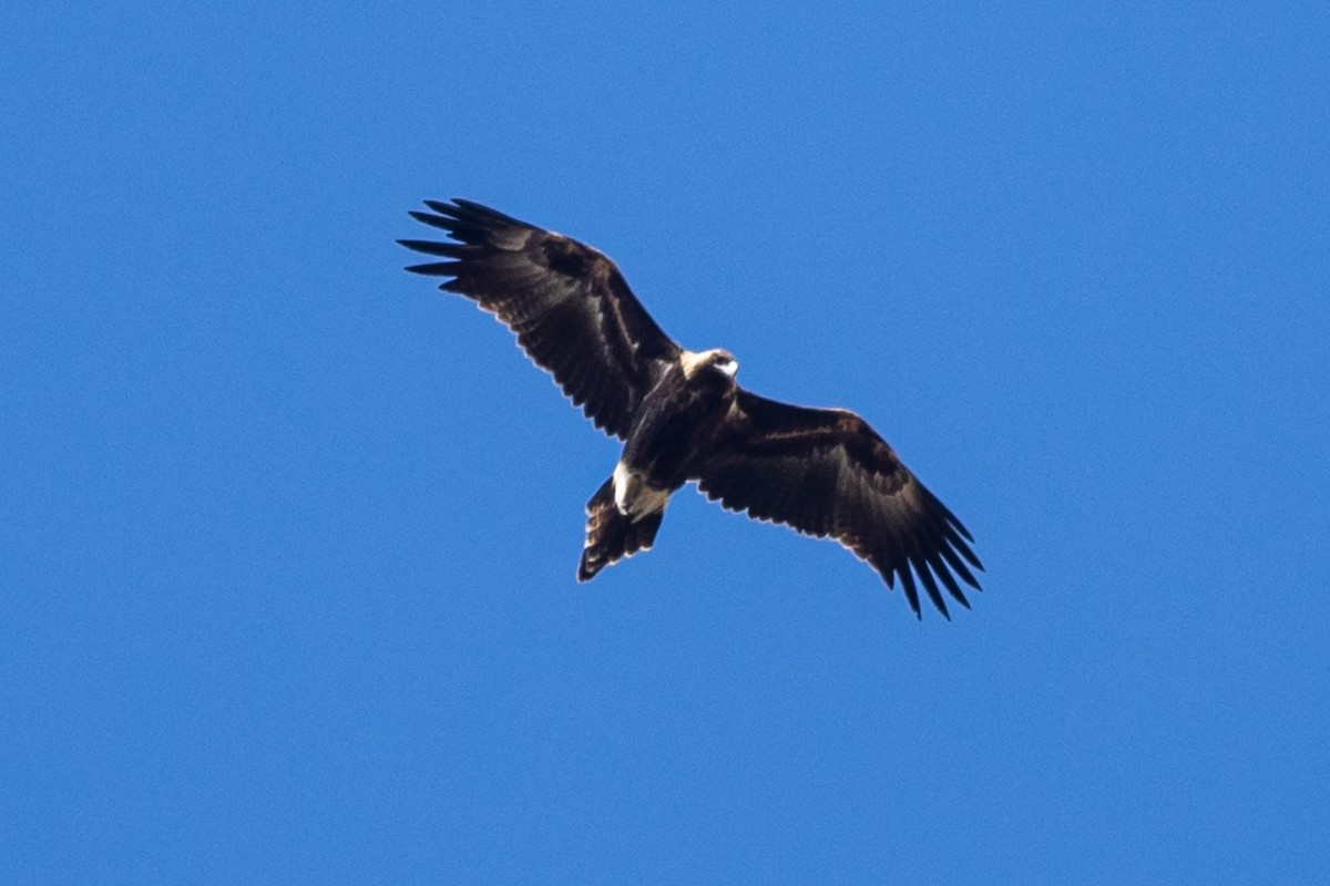 Wedge-tailed Eagle - ML616130004