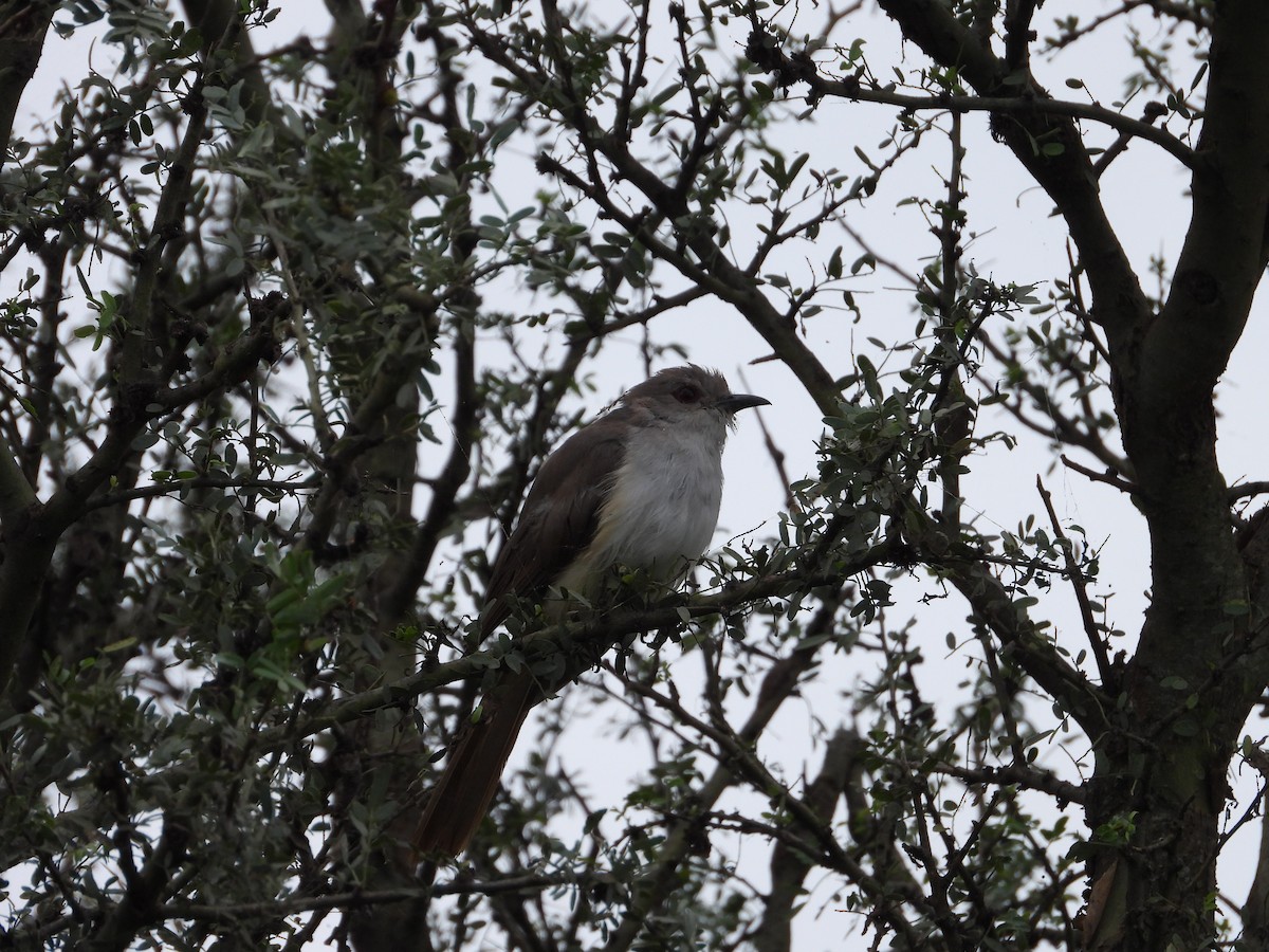 Ash-colored Cuckoo - Más Aves