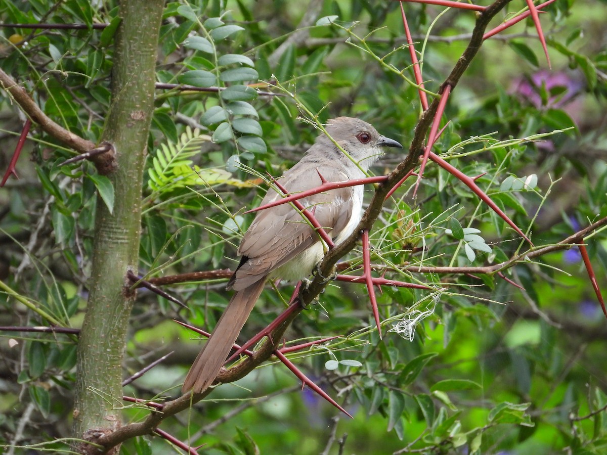 Ash-colored Cuckoo - Más Aves