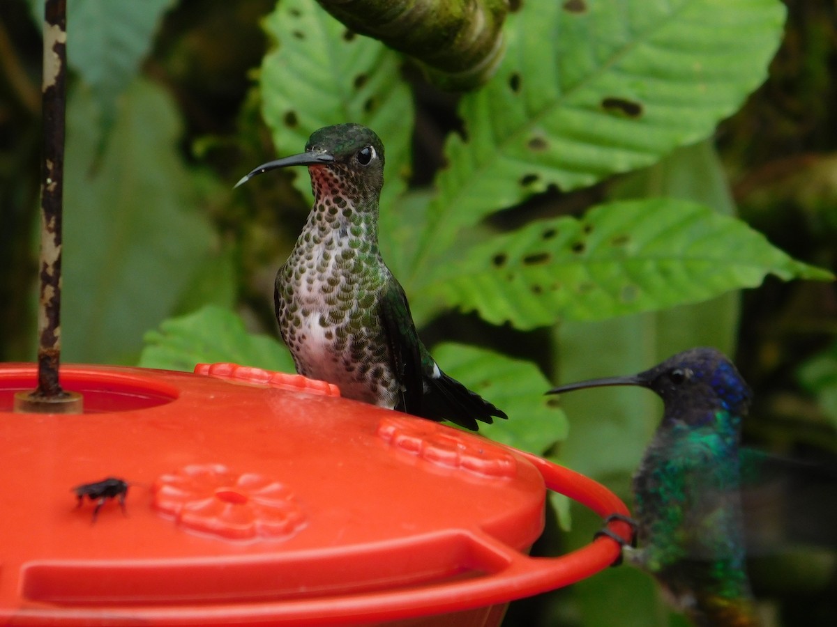 Many-spotted Hummingbird - ML616130025