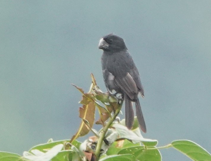 Black-billed Seed-Finch - ML616130045