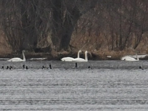 Tundra Swan - ML616130103