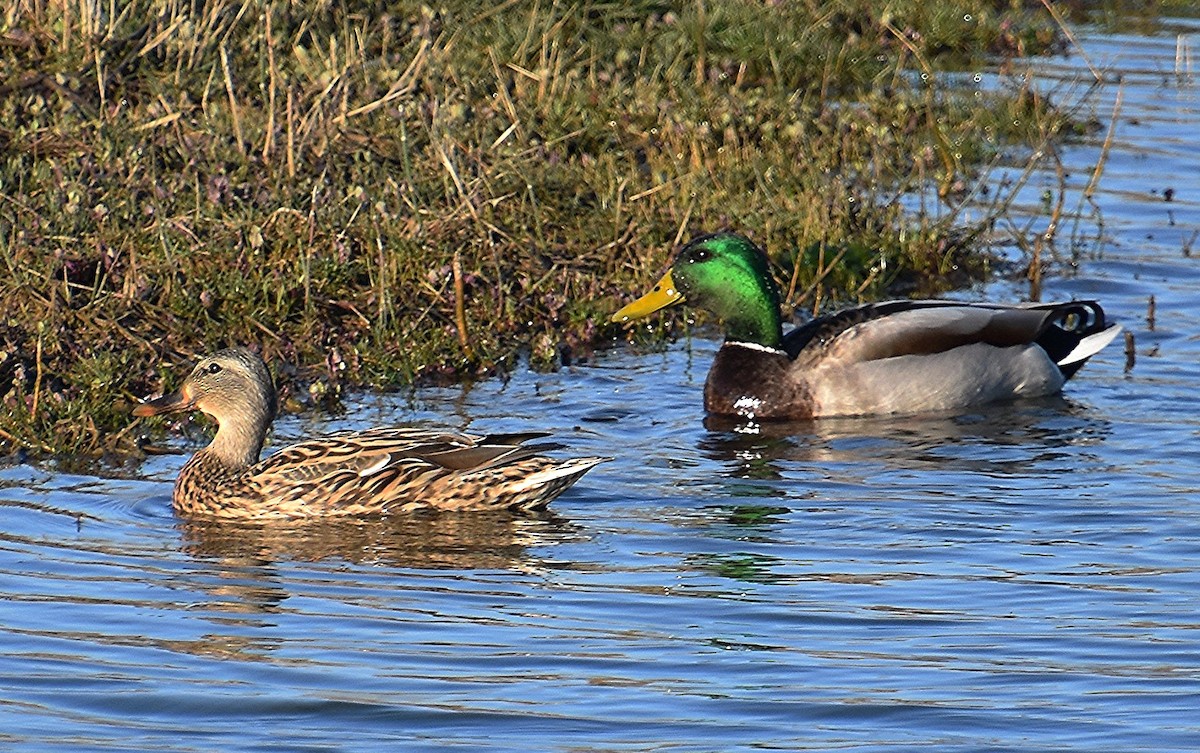 Canard colvert - ML616130106