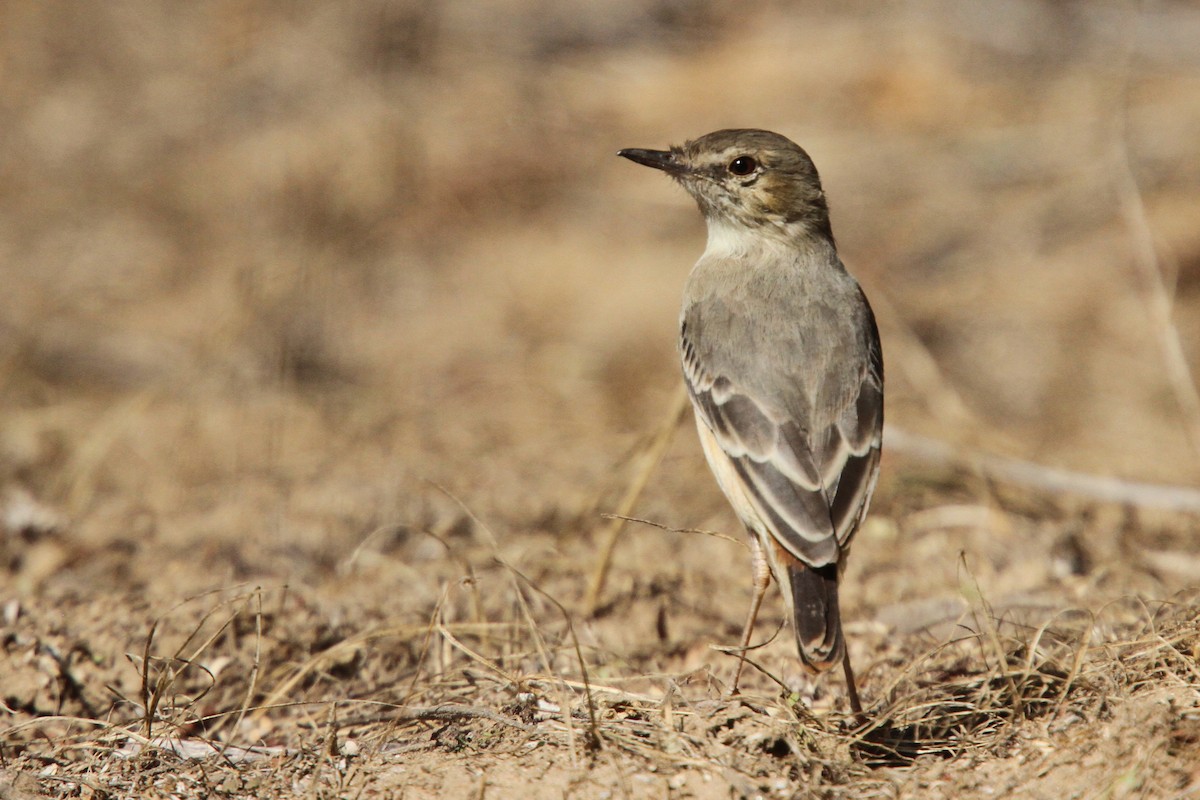 Short-tailed Field Tyrant - ML61613011