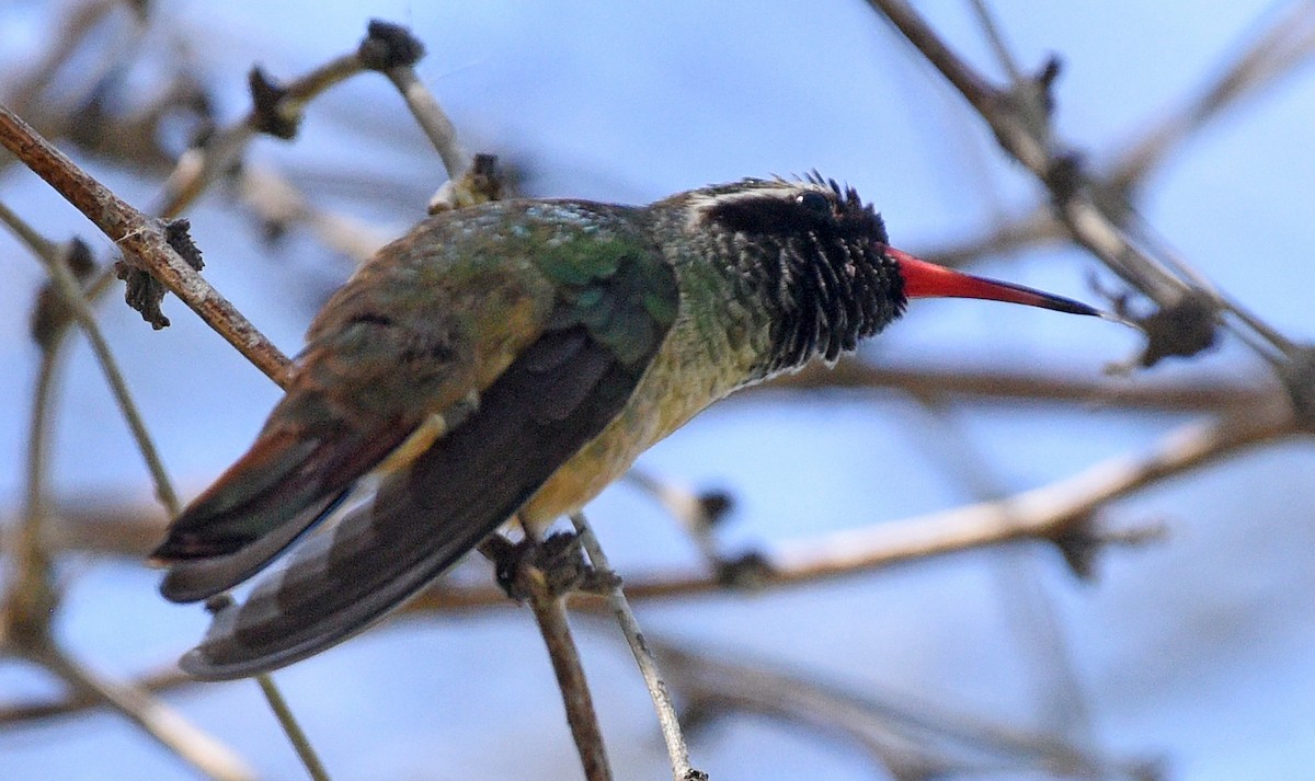 kolibřík pruholící - ML616130119