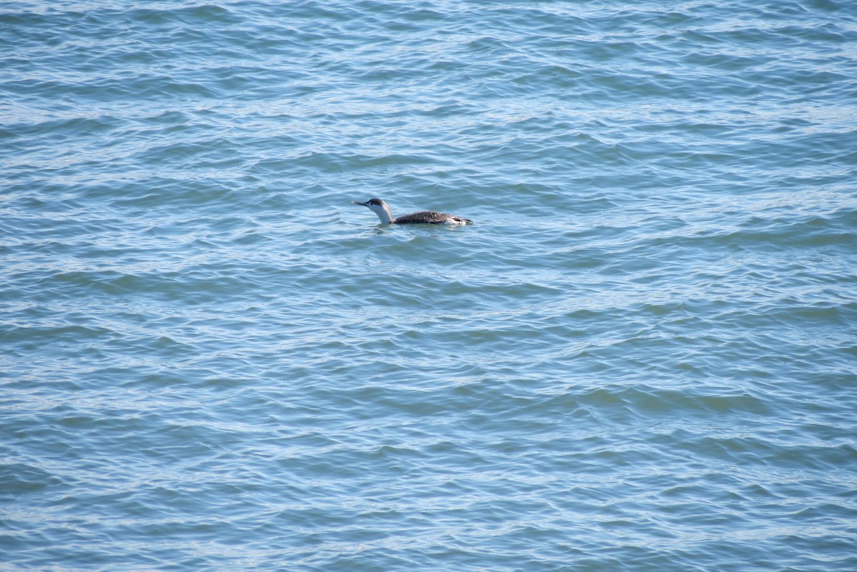 Red-throated Loon - ML616130132