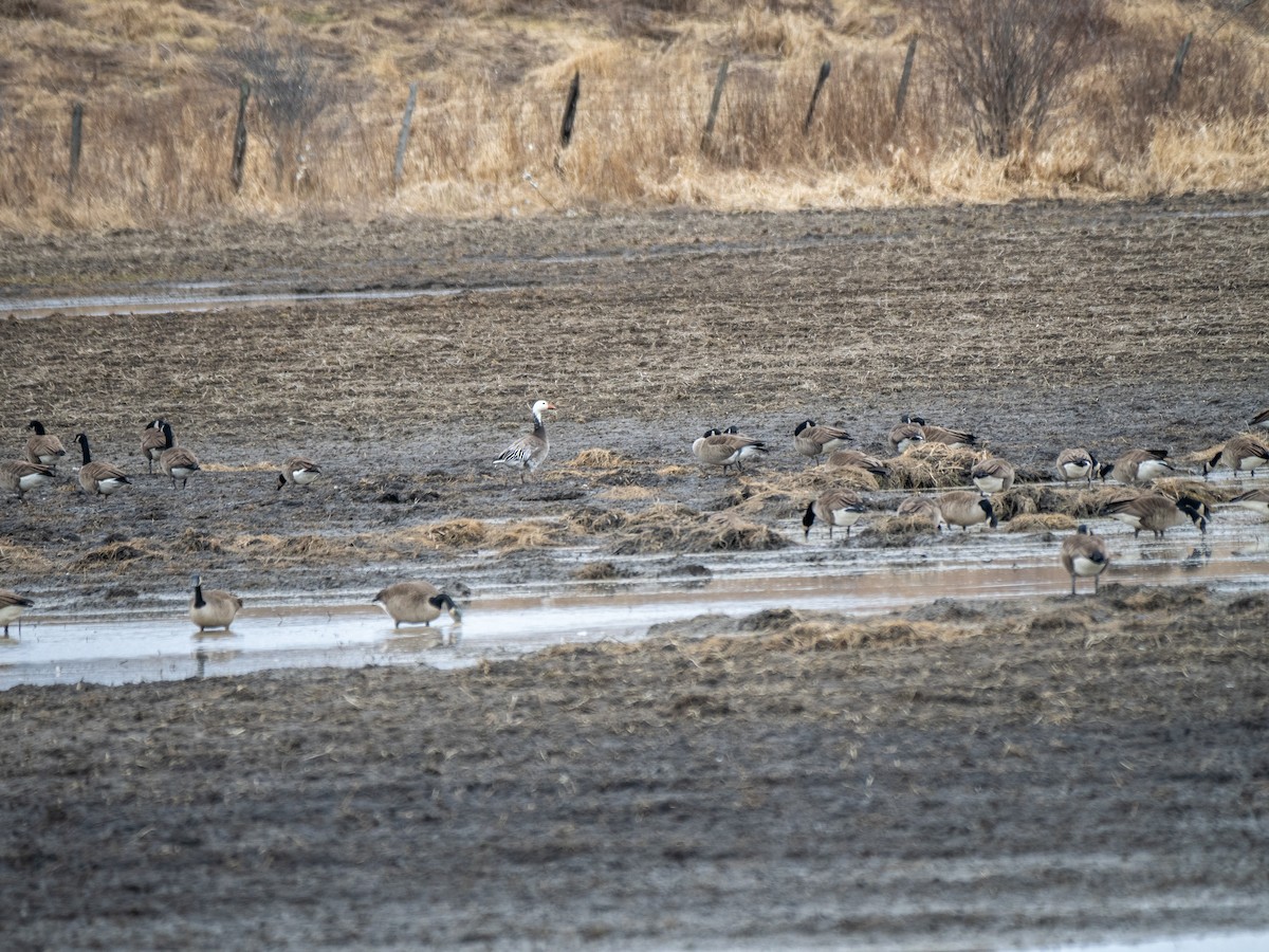 Snow Goose - ML616130135