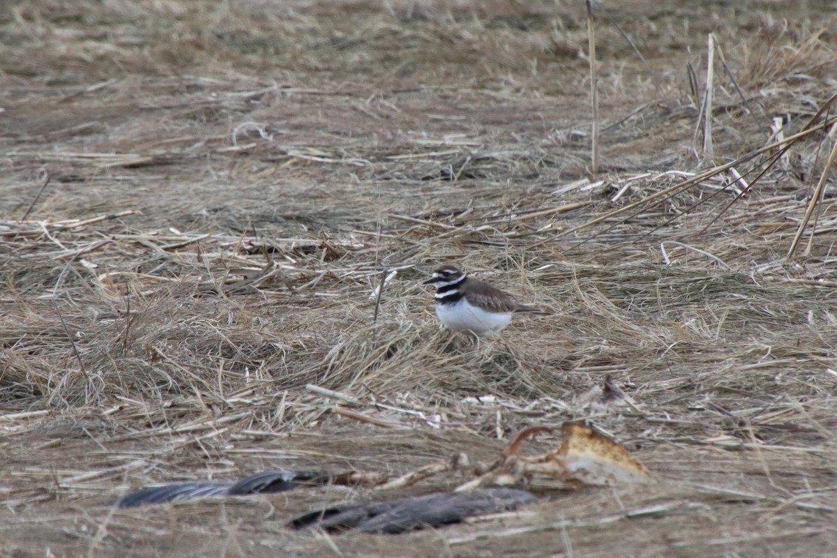 Killdeer - ML616130150