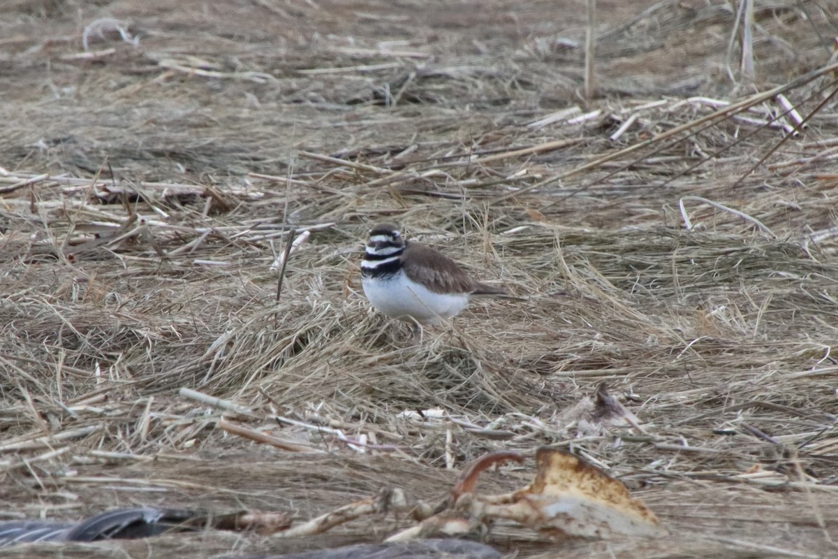 Killdeer - ML616130174