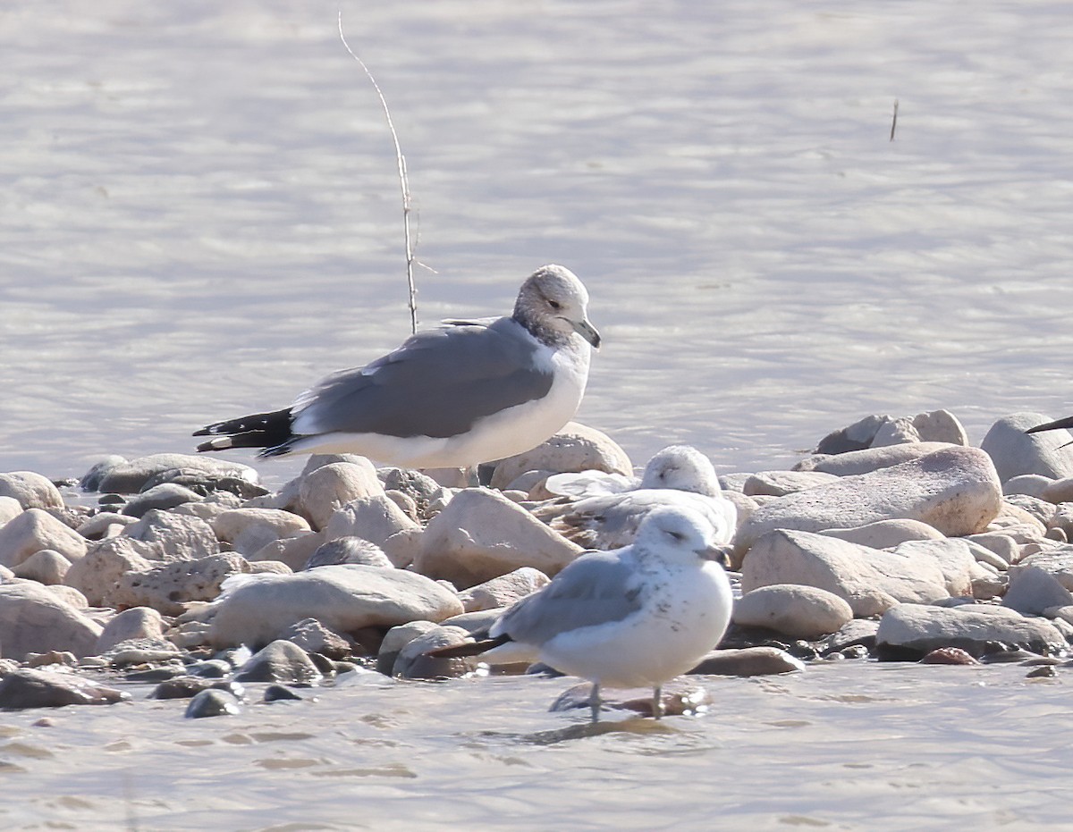 California Gull - ML616130175