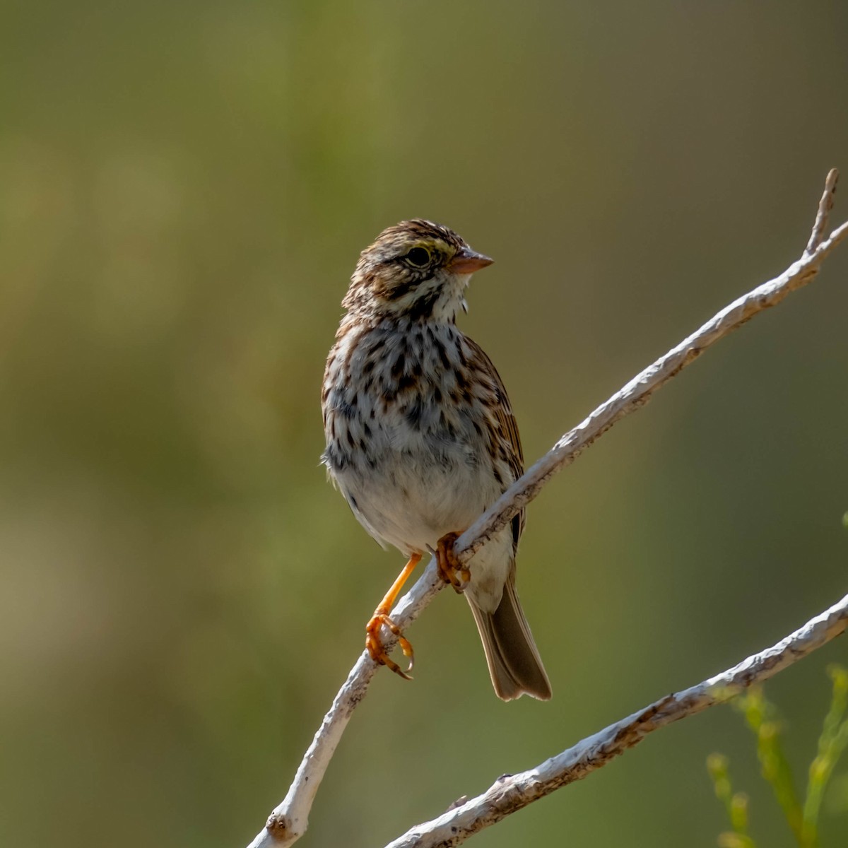 Savannah Sparrow - Greg Shott