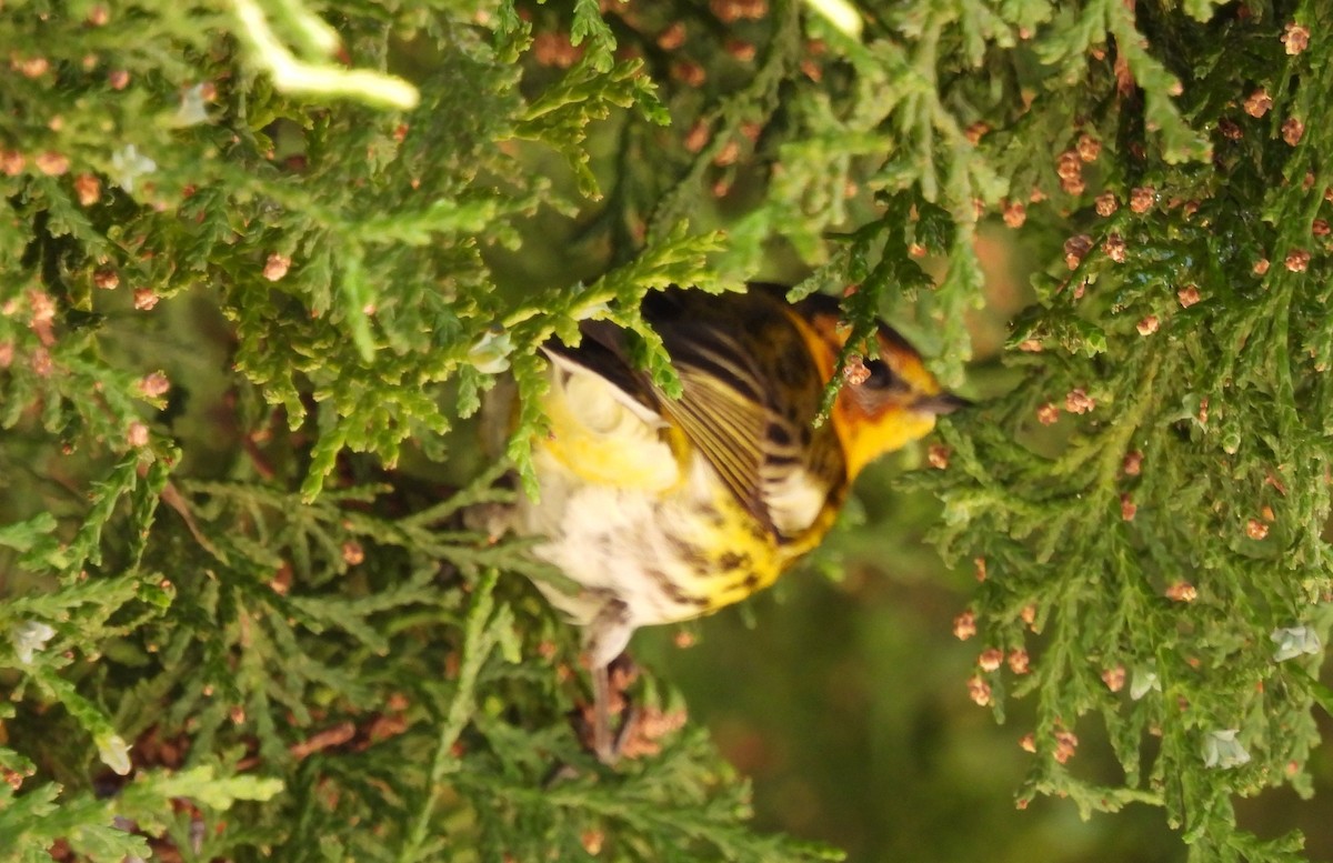 Paruline tigrée - ML616130233