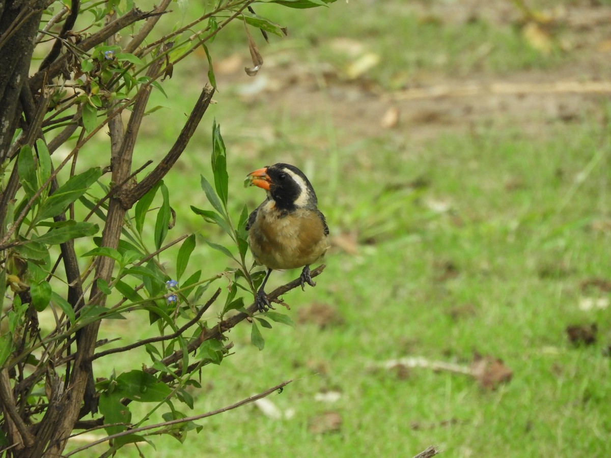 Golden-billed Saltator - ML616130247