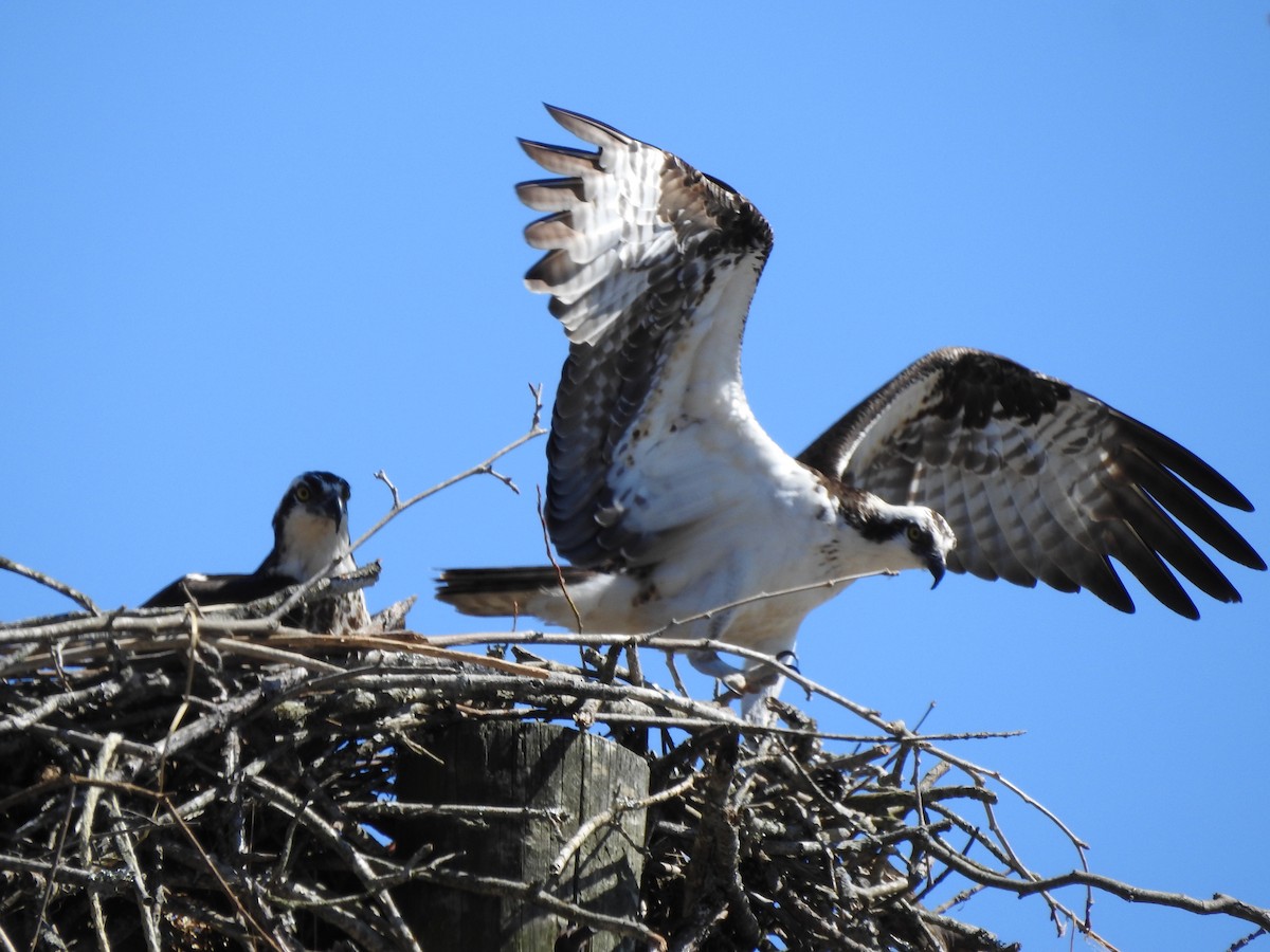 Osprey - Laura Tappan