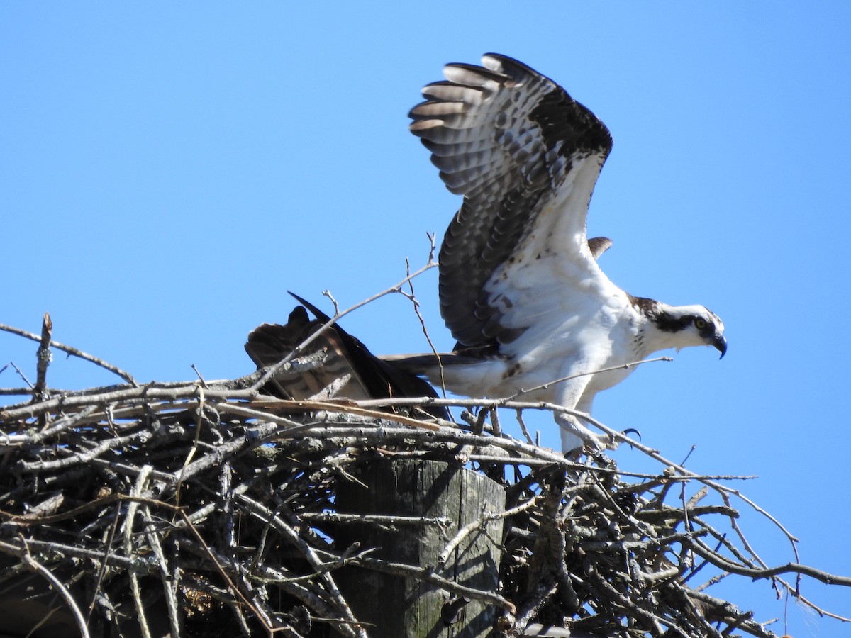 Osprey - Laura Tappan